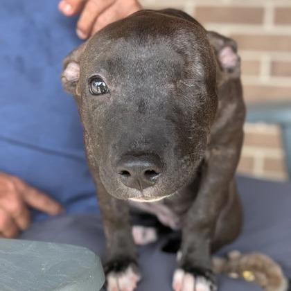 Enlarge Little Debbie, a Adoptable Mixed Breed in North Charleston, SC image 1/1