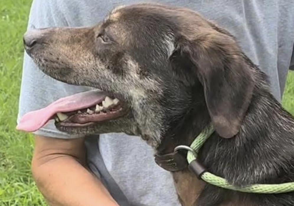 Leah, a Adopted Labrador Retriever in Thomasville, NC image 1/3