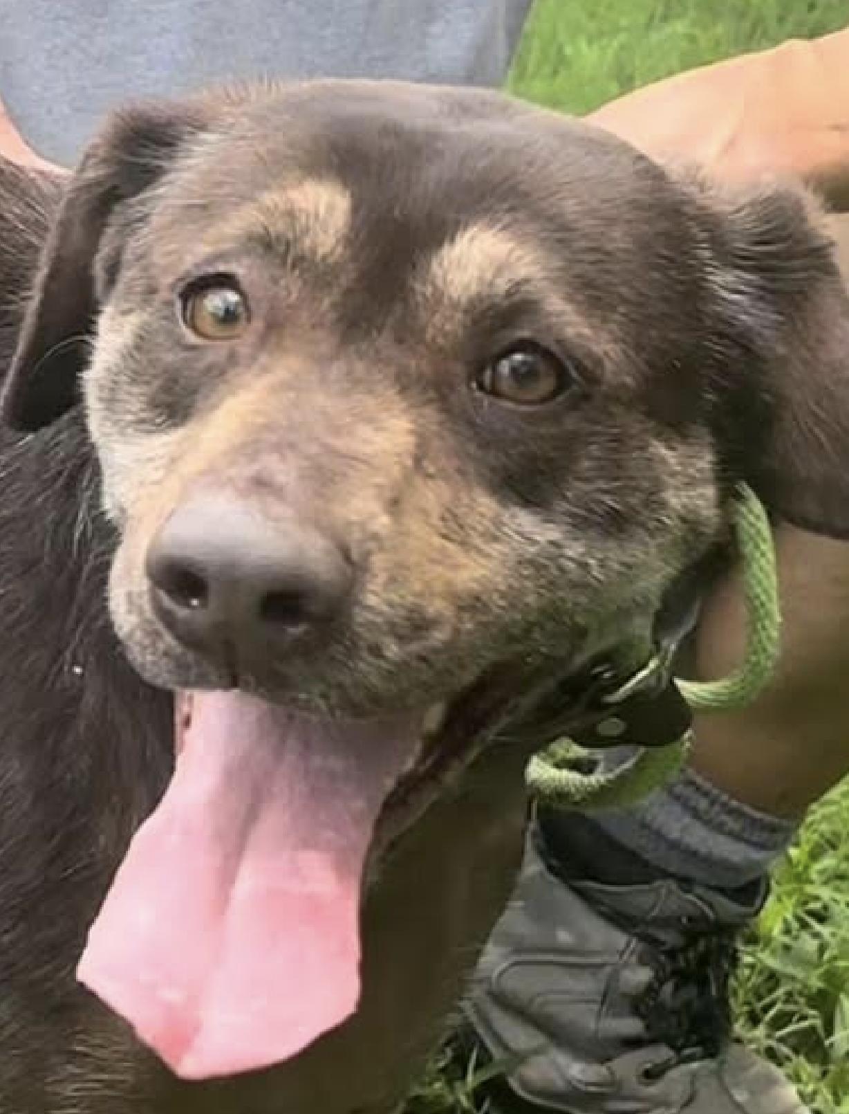 Leah, a Adopted Labrador Retriever in Thomasville, NC image 2/3