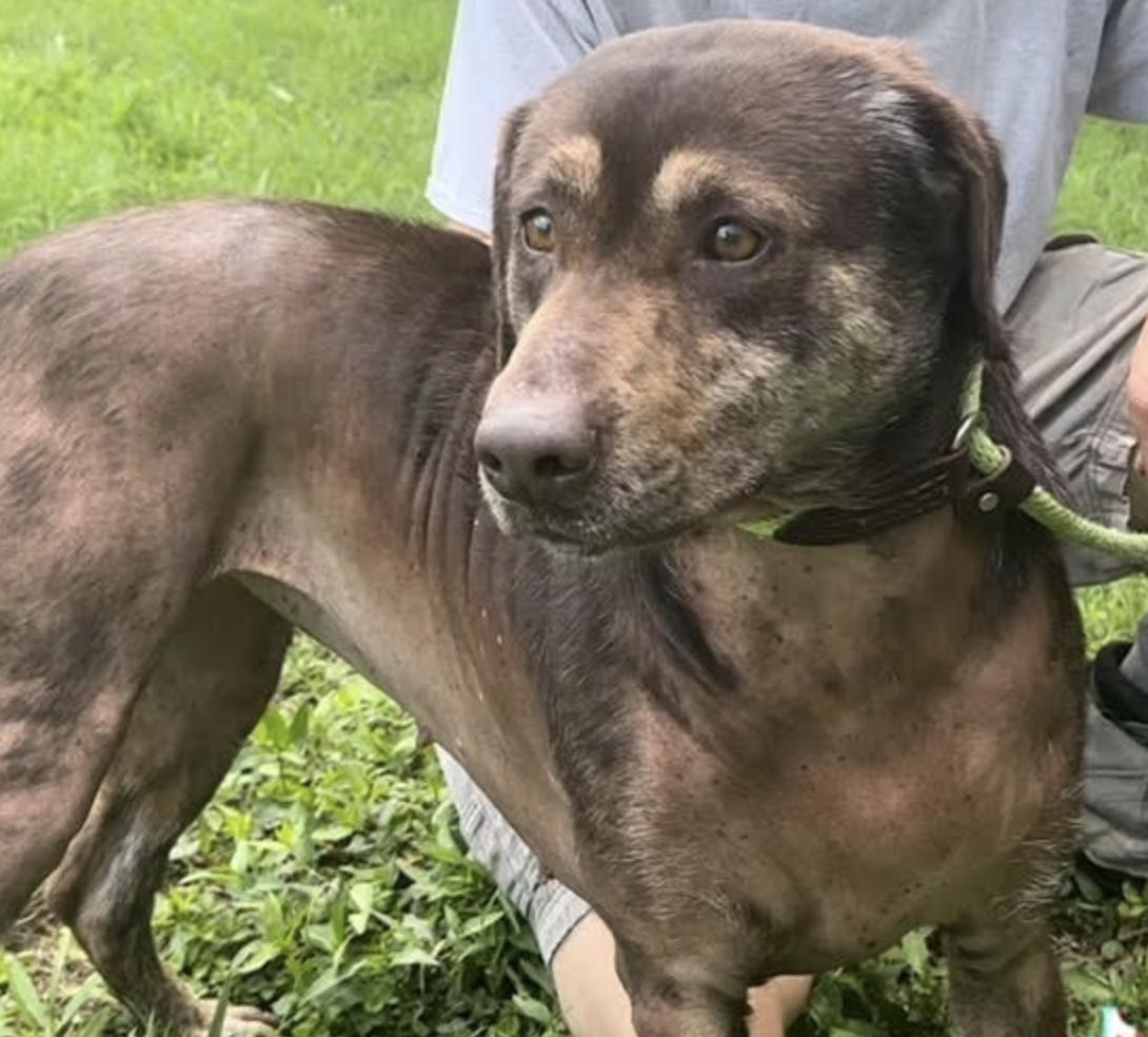 Leah, a Adopted Labrador Retriever in Thomasville, NC image 3/3