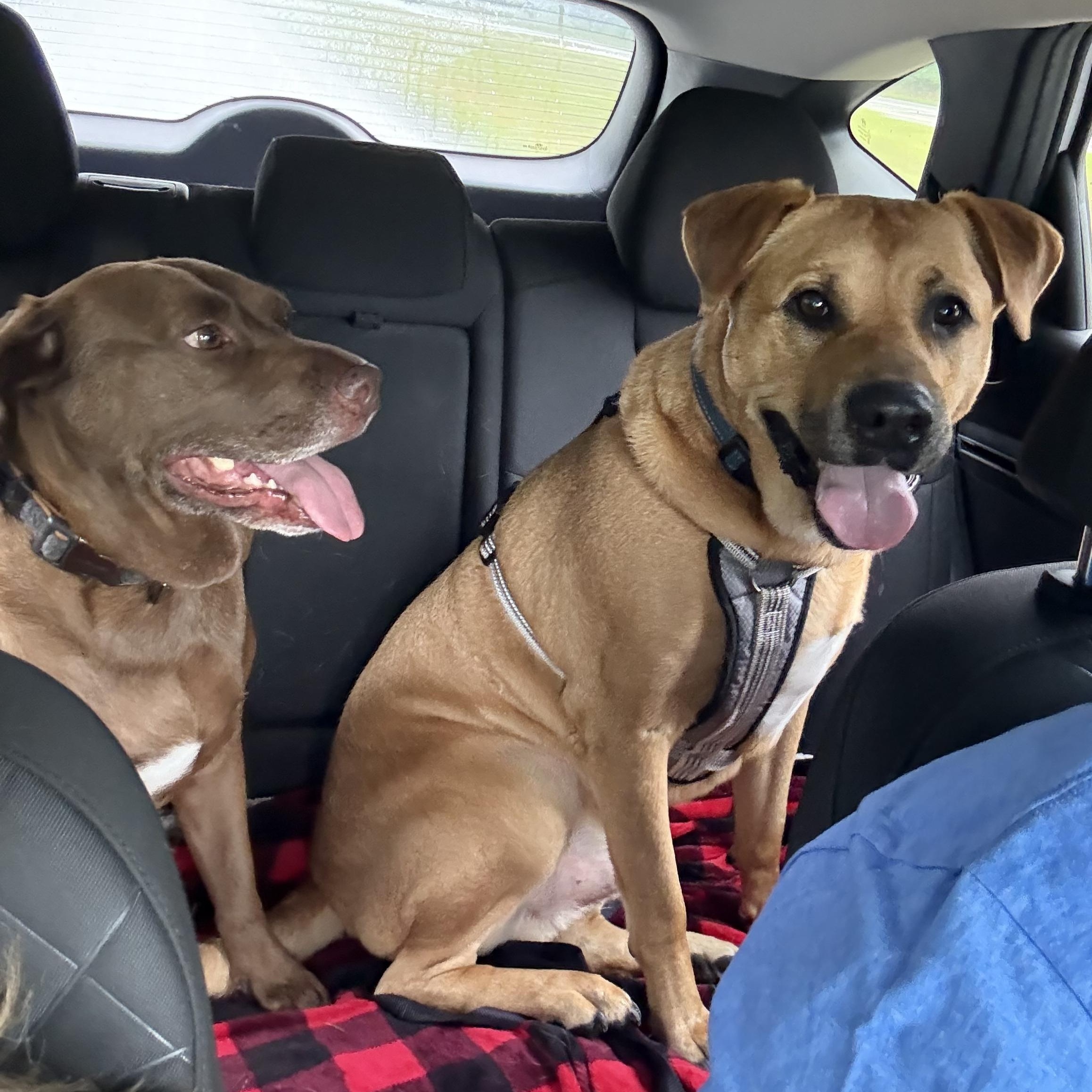 Hercules, a Adoptable mixed breed in Youngstown, OH image 2/5