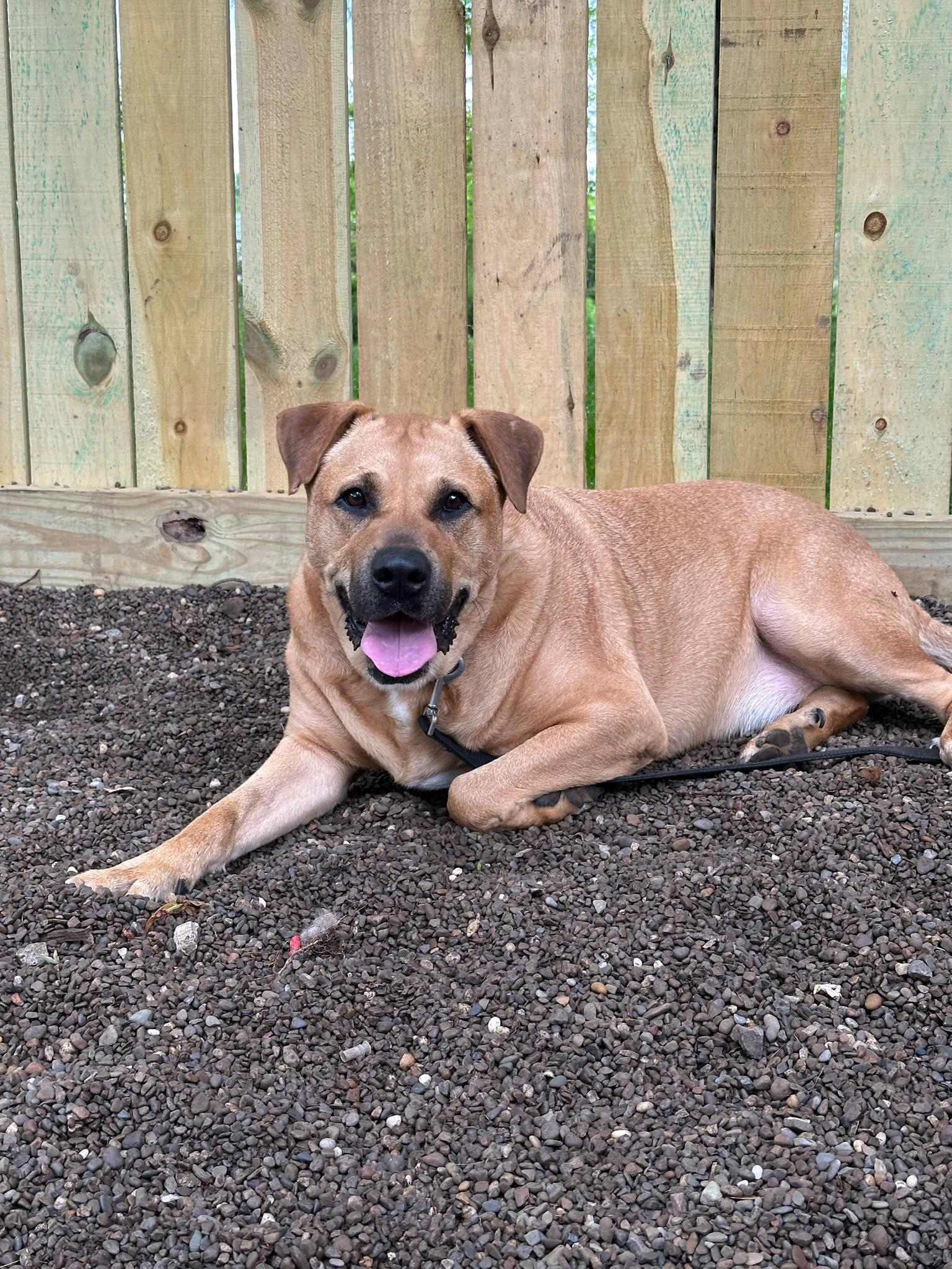 Hercules, a Adoptable mixed breed in Youngstown, OH image 5/5
