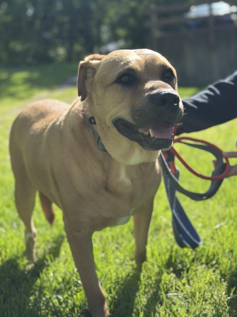 Hercules, a Adoptable mixed breed in Youngstown, OH image 3/5