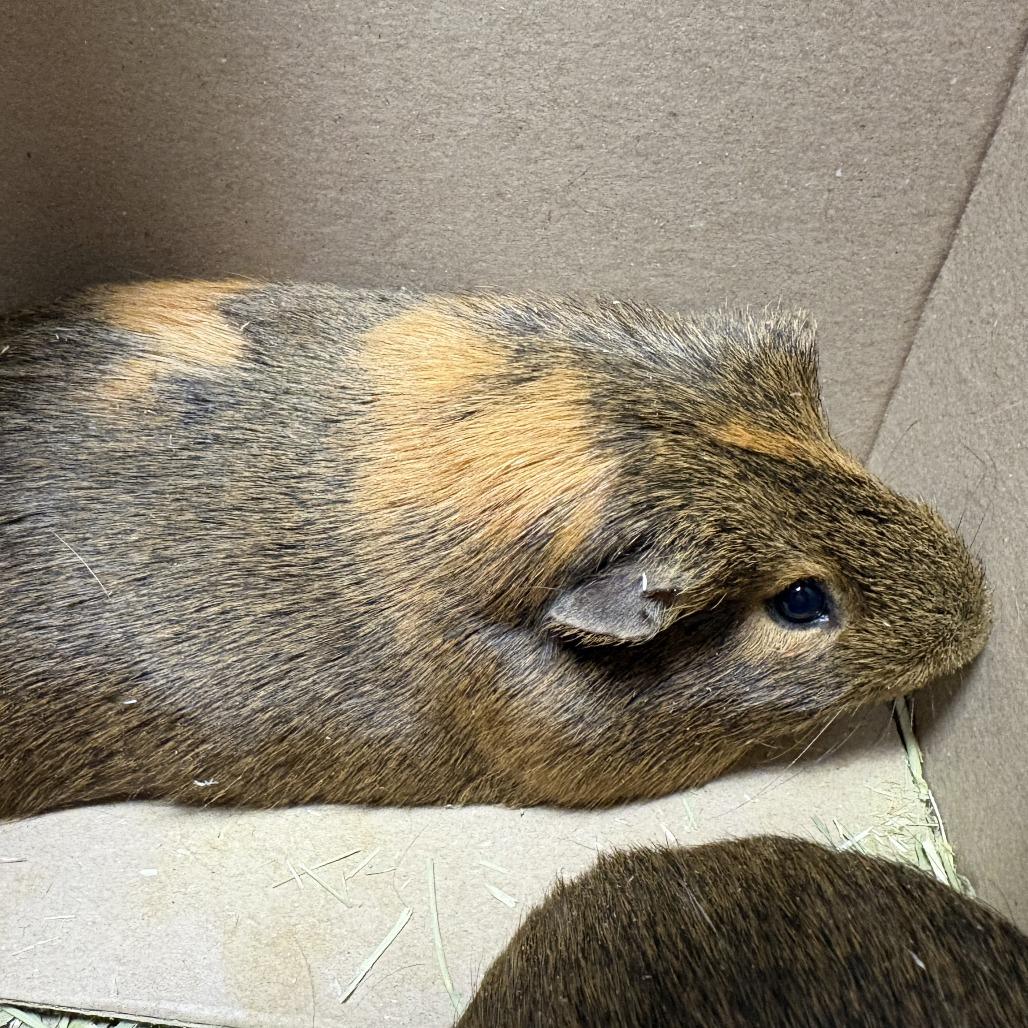 Max, Adoptable, Adult Male Guinea Pig.