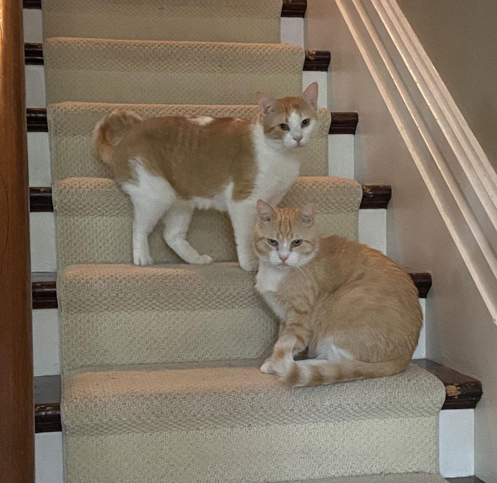 Enlarge Clancy, a Adoptable Domestic Short Hair in Markham, ON image 1/3