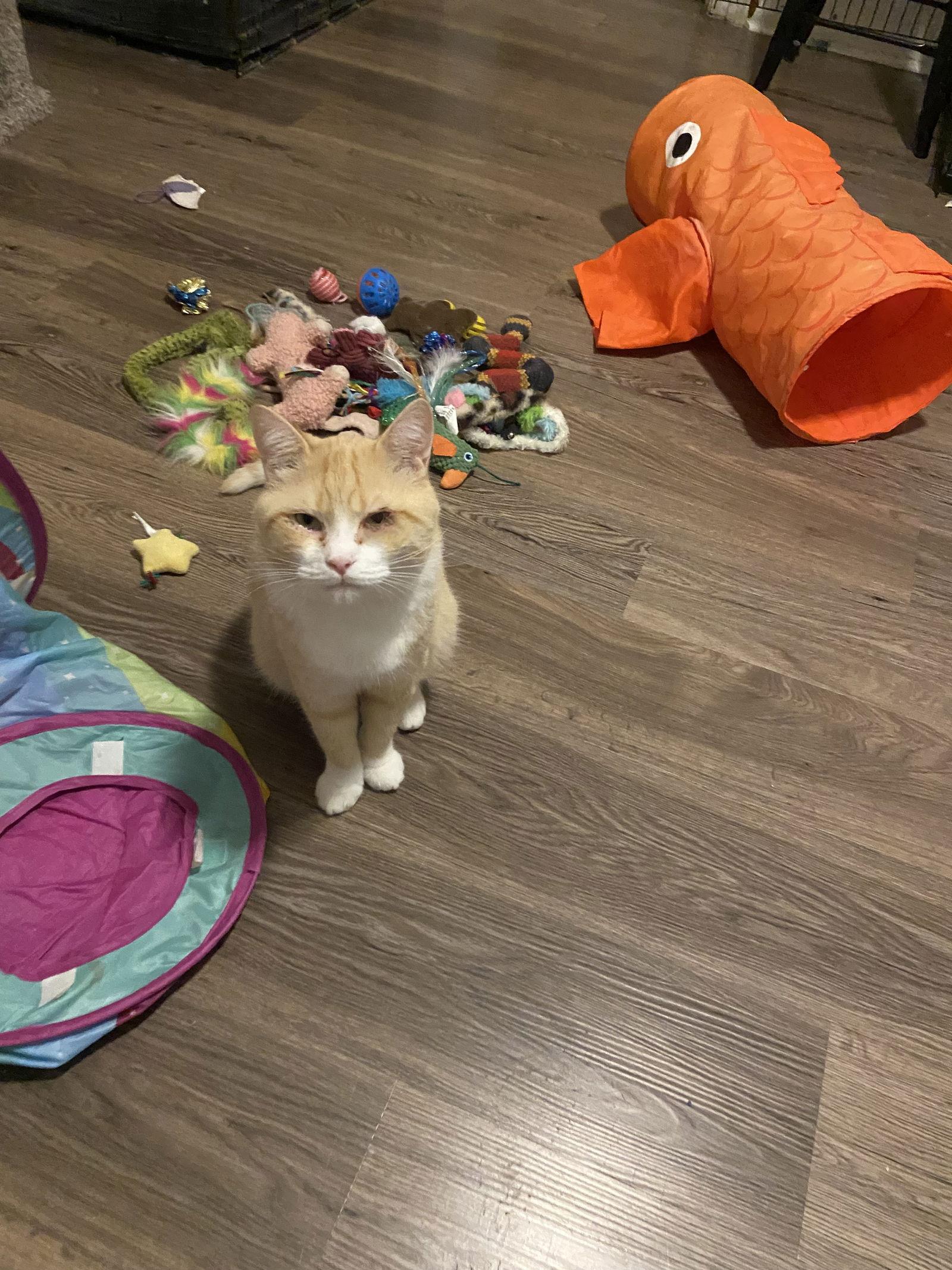 Enlarge Clancy, a Adoptable Domestic Short Hair in Markham, ON image 2/3