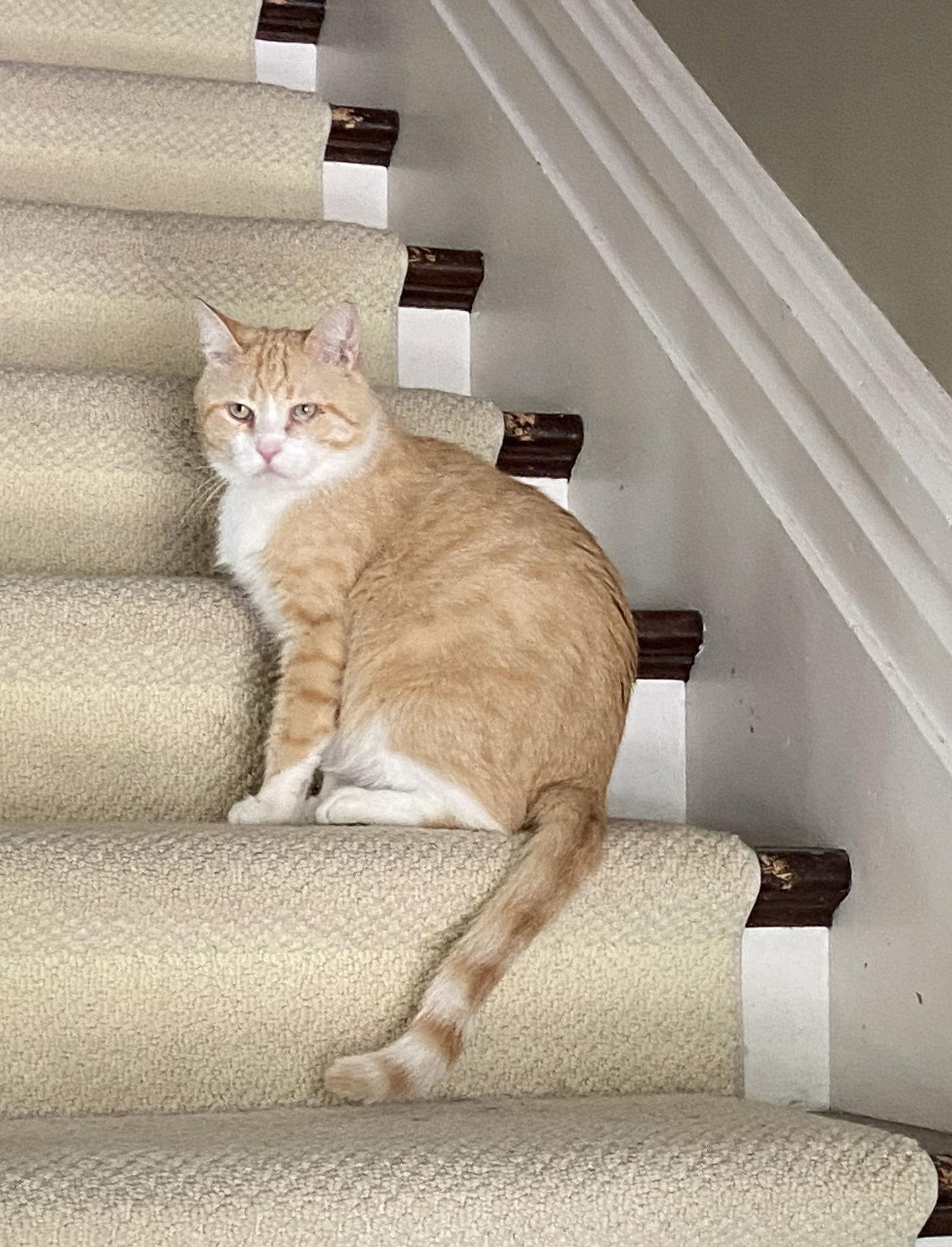 Enlarge Clancy, a Adoptable Domestic Short Hair in Markham, ON image 3/3