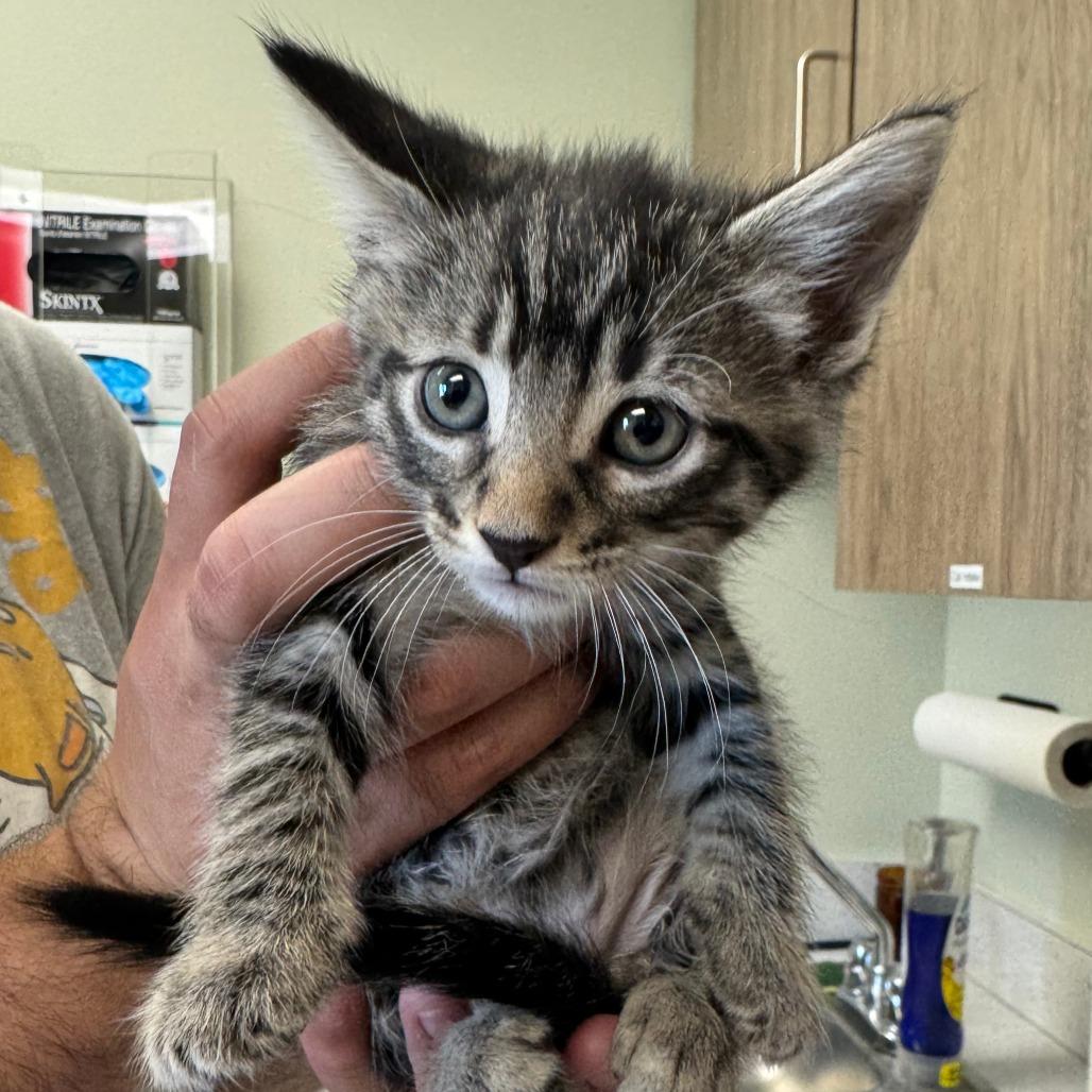 Haze, ADOPTABLE, Kitten Male Domestic Medium Hair.