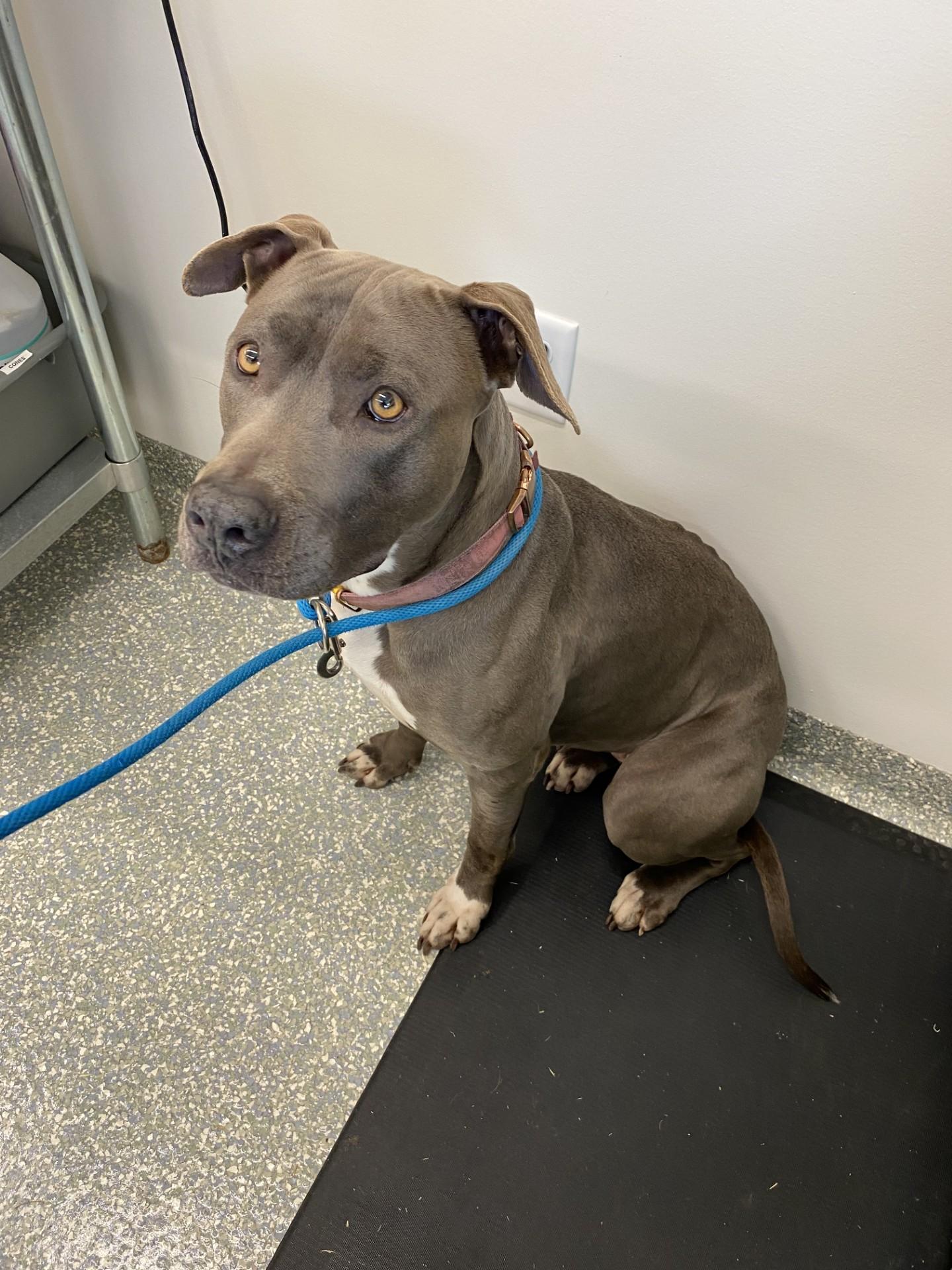 Selenia, adopted, Adult Female American Staffordshire Terrier.