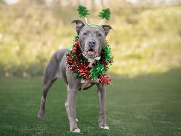 KAHALEESI, Adoptable, Senior Female Staffordshire Bull Terrier.