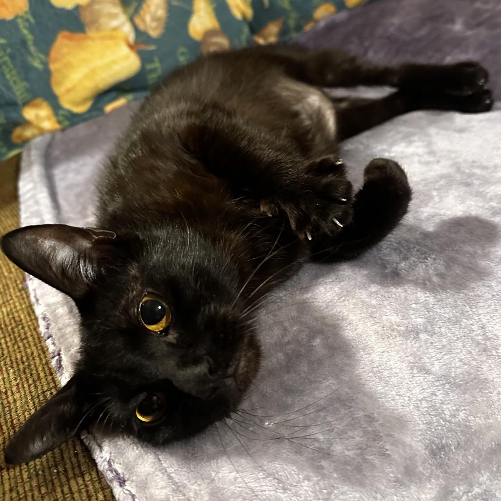 Toothless, Adoptable, Young Female Domestic Short Hair.