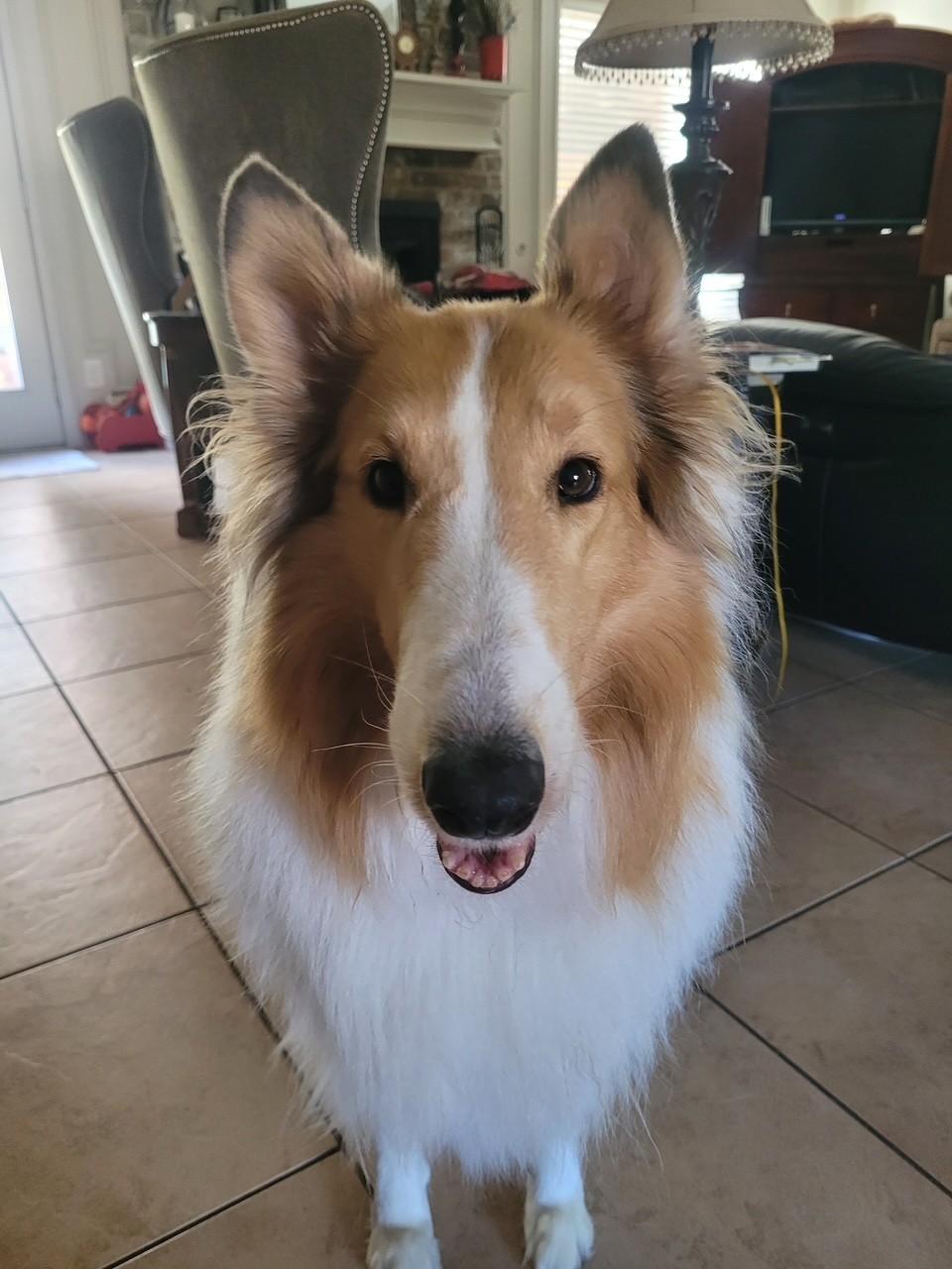 Lilly, ADOPTABLE, Young Female Rough Collie.