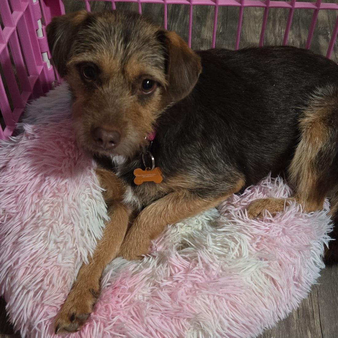 Enlarge Mariela, a Adoptable mixed breed in Normal, IL image 2/6