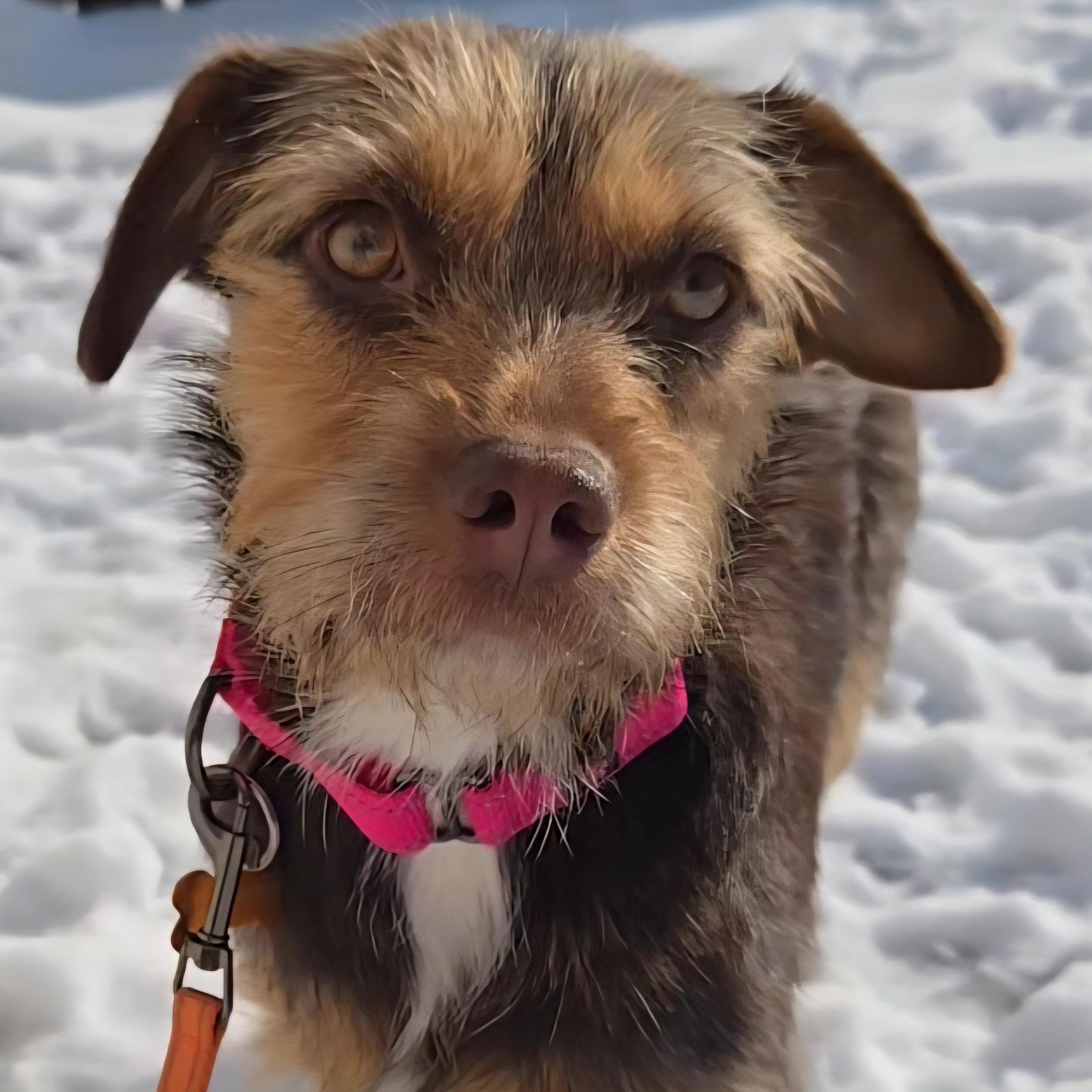 Enlarge Mariela, a Adoptable mixed breed in Normal, IL image 1/6