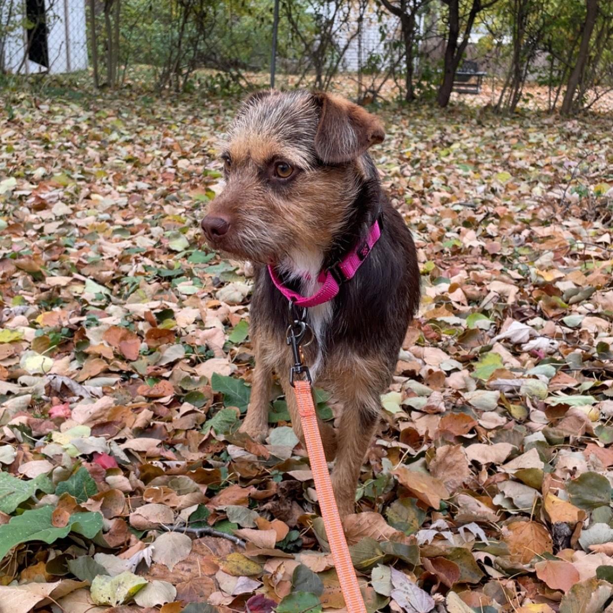 Enlarge Mariela, a Adoptable mixed breed in Normal, IL image 5/6