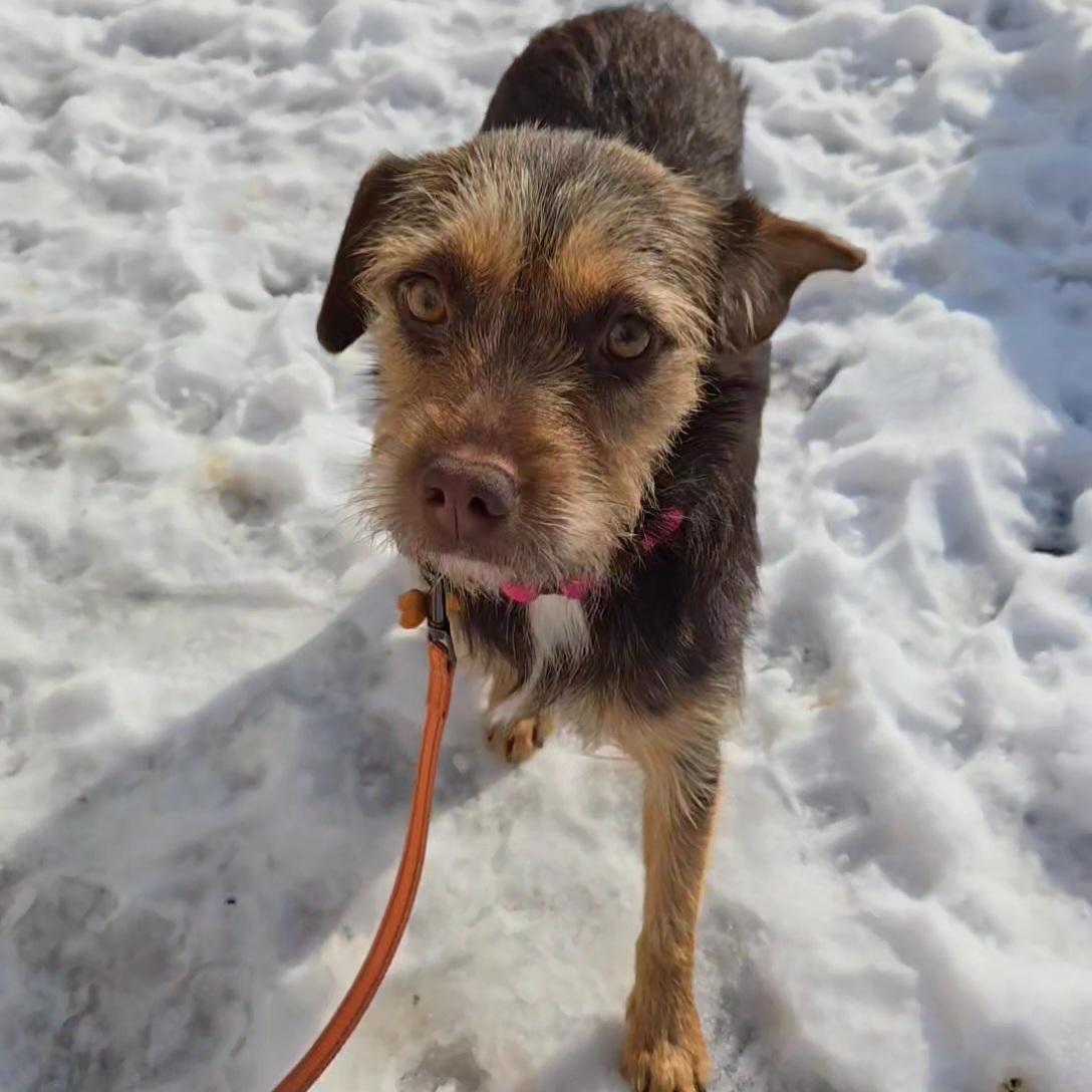 Enlarge Mariela, a Adoptable mixed breed in Normal, IL image 3/6