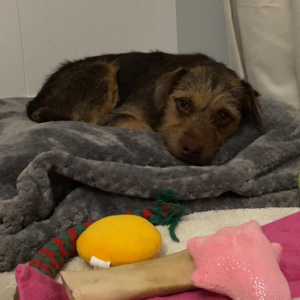 Enlarge Mariela, a Adoptable mixed breed in Normal, IL image 6/6