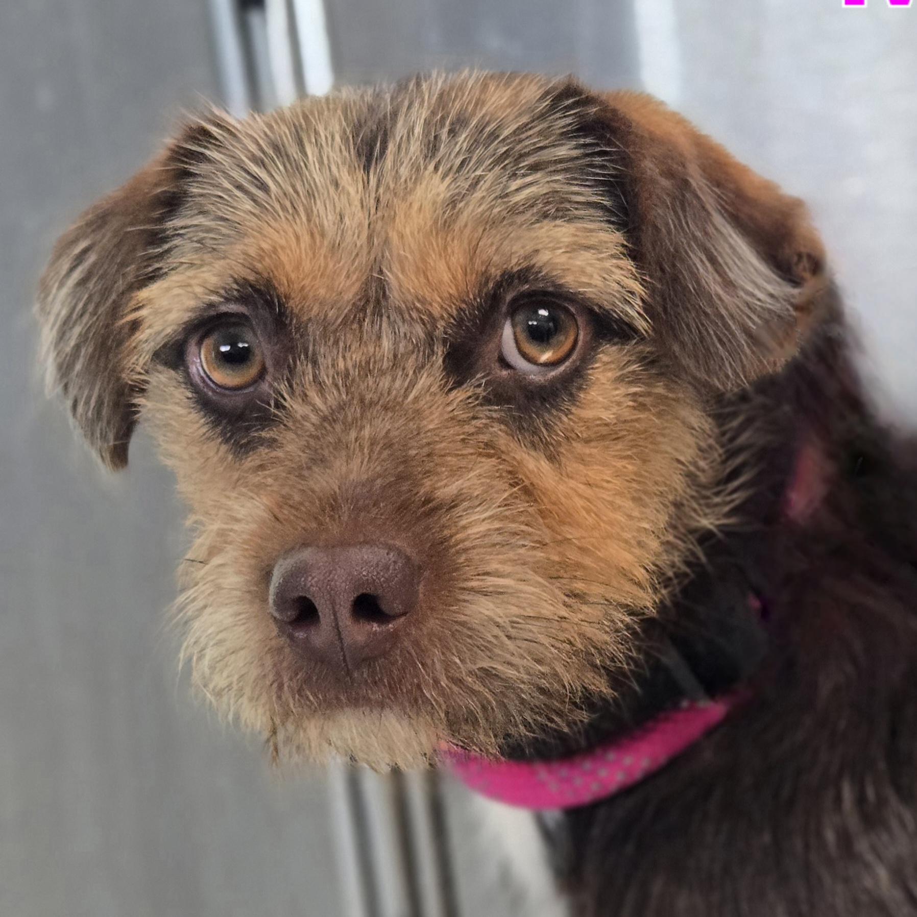 Enlarge Mariela, a Adoptable mixed breed in Normal, IL image 4/6