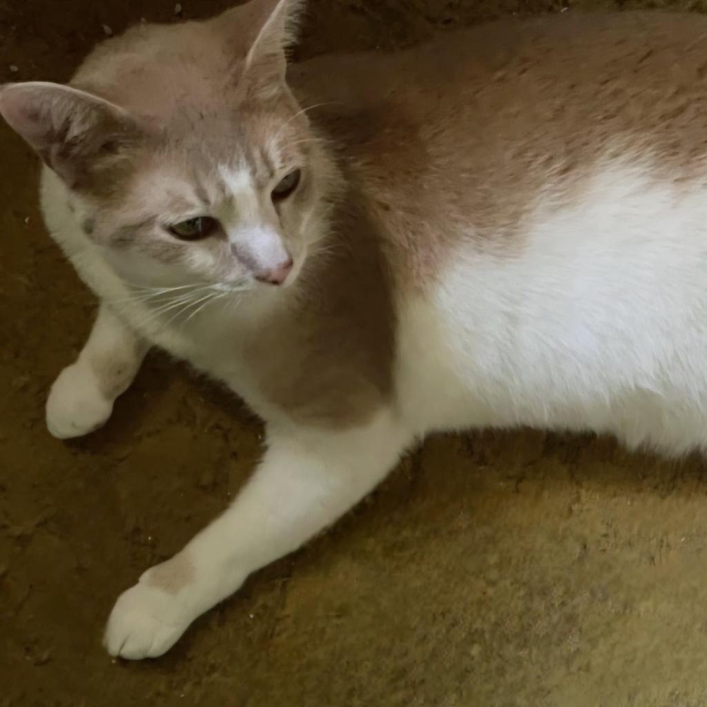 Bubba, Adoptable, Adult Male Domestic Short Hair.