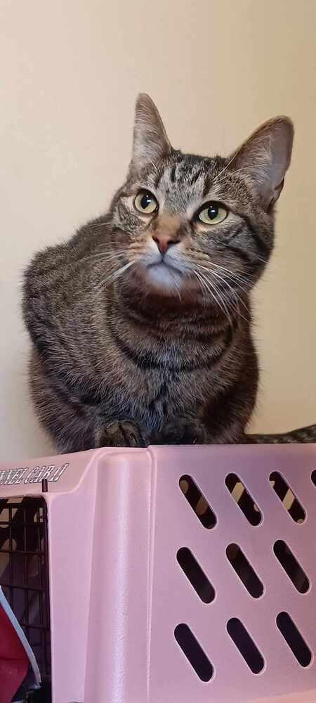 AC Mac, Adoptable, Adult Male Tabby.