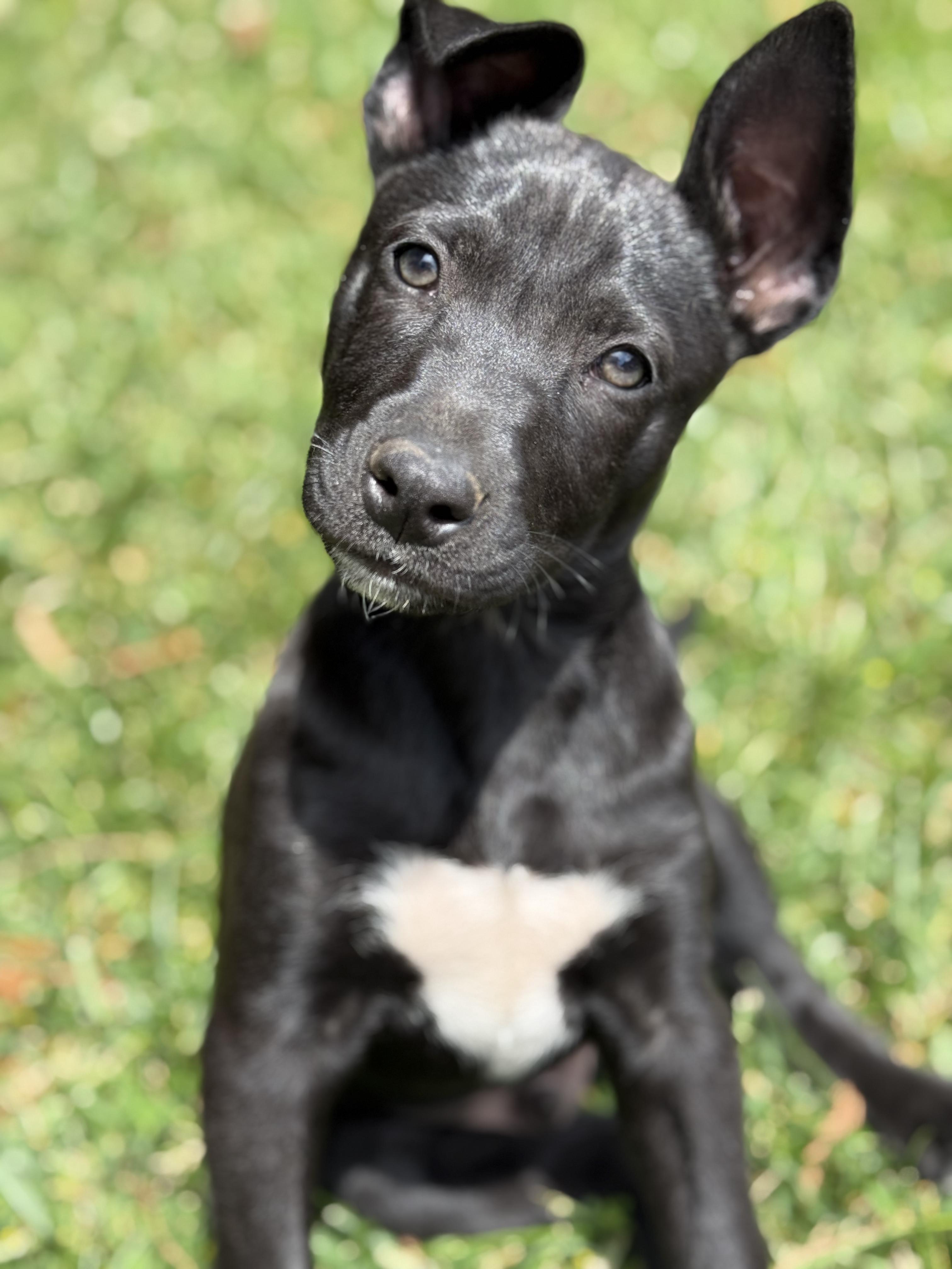 Otter, Baby Male Labrador Retriever