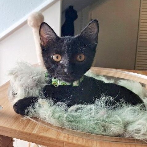 Reeses Candy — thumbnail 4