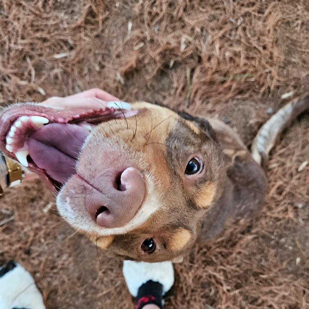 Franky, Adoptable, Senior Male Pit Bull Terrier & Labrador Retriever.