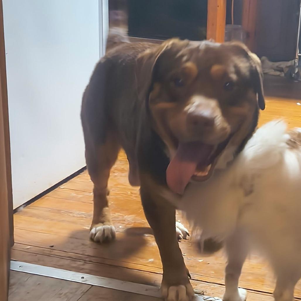 Enlarge Franky, a Adoptable mixed breed in Hope Mills, NC image 2/2