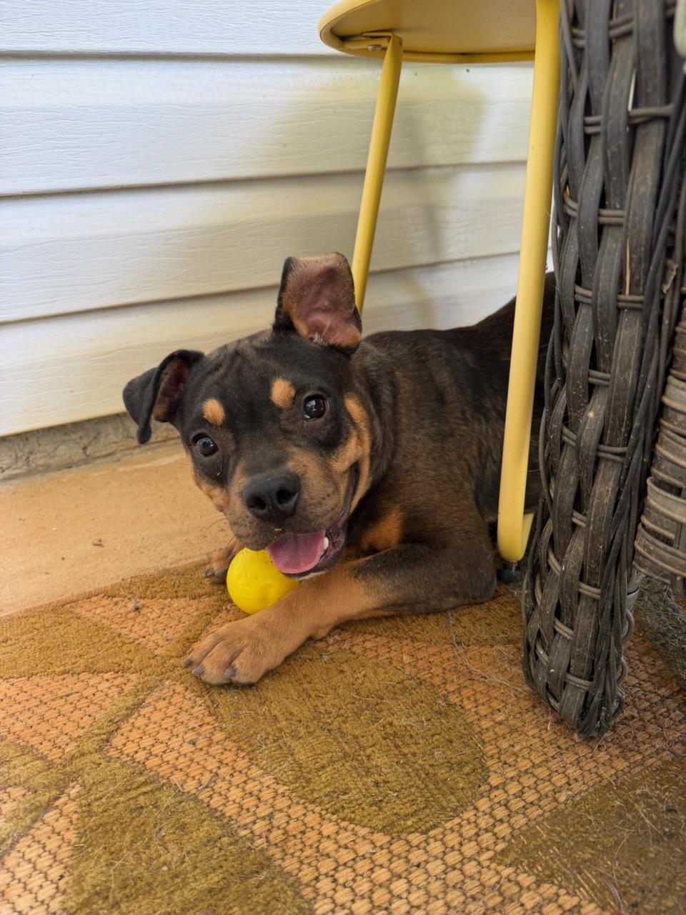 MOOSE, an adopted mixed breed in Newborn, GA image 6/6