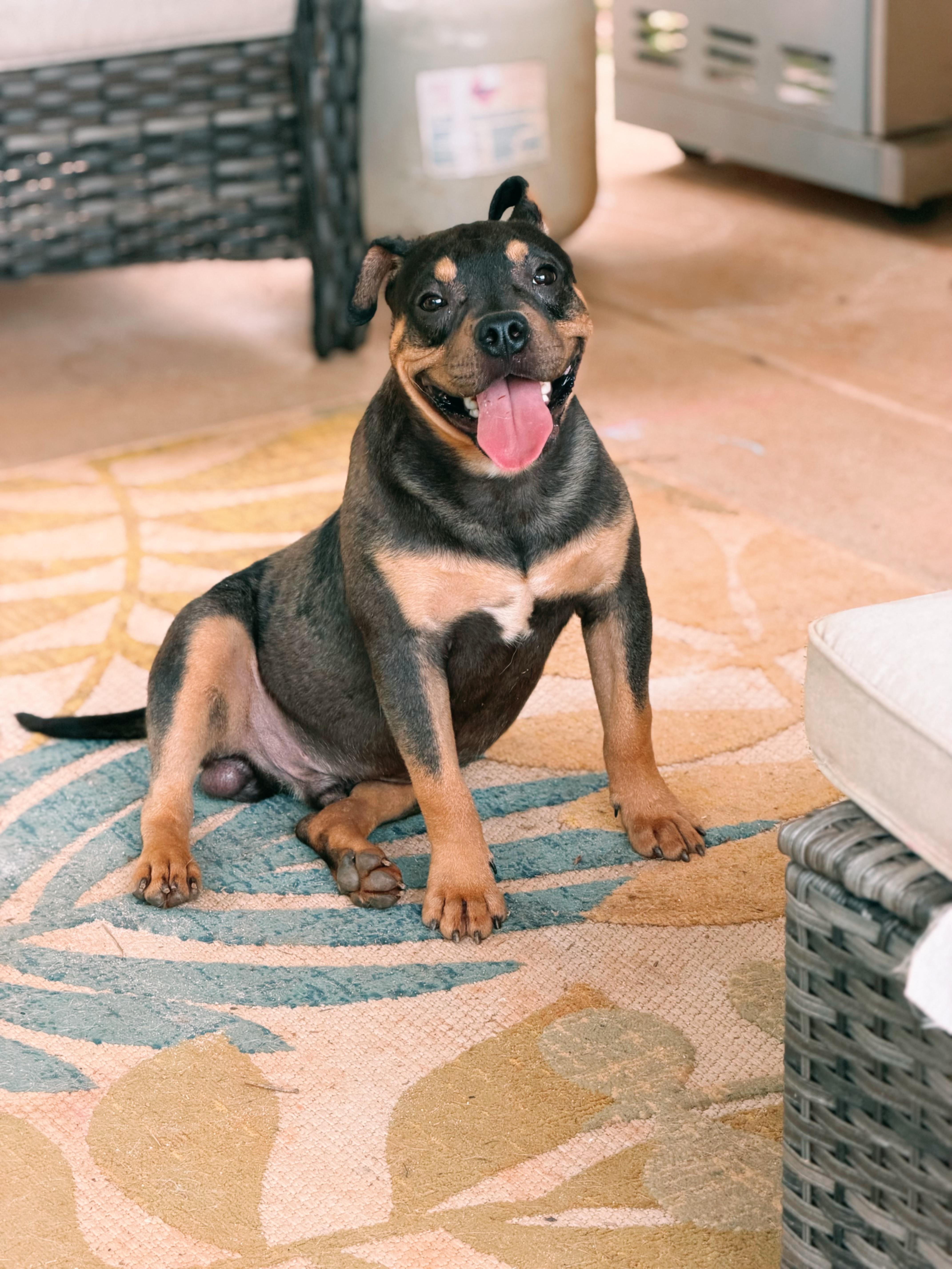 MOOSE, an adopted mixed breed in Newborn, GA image 2/6