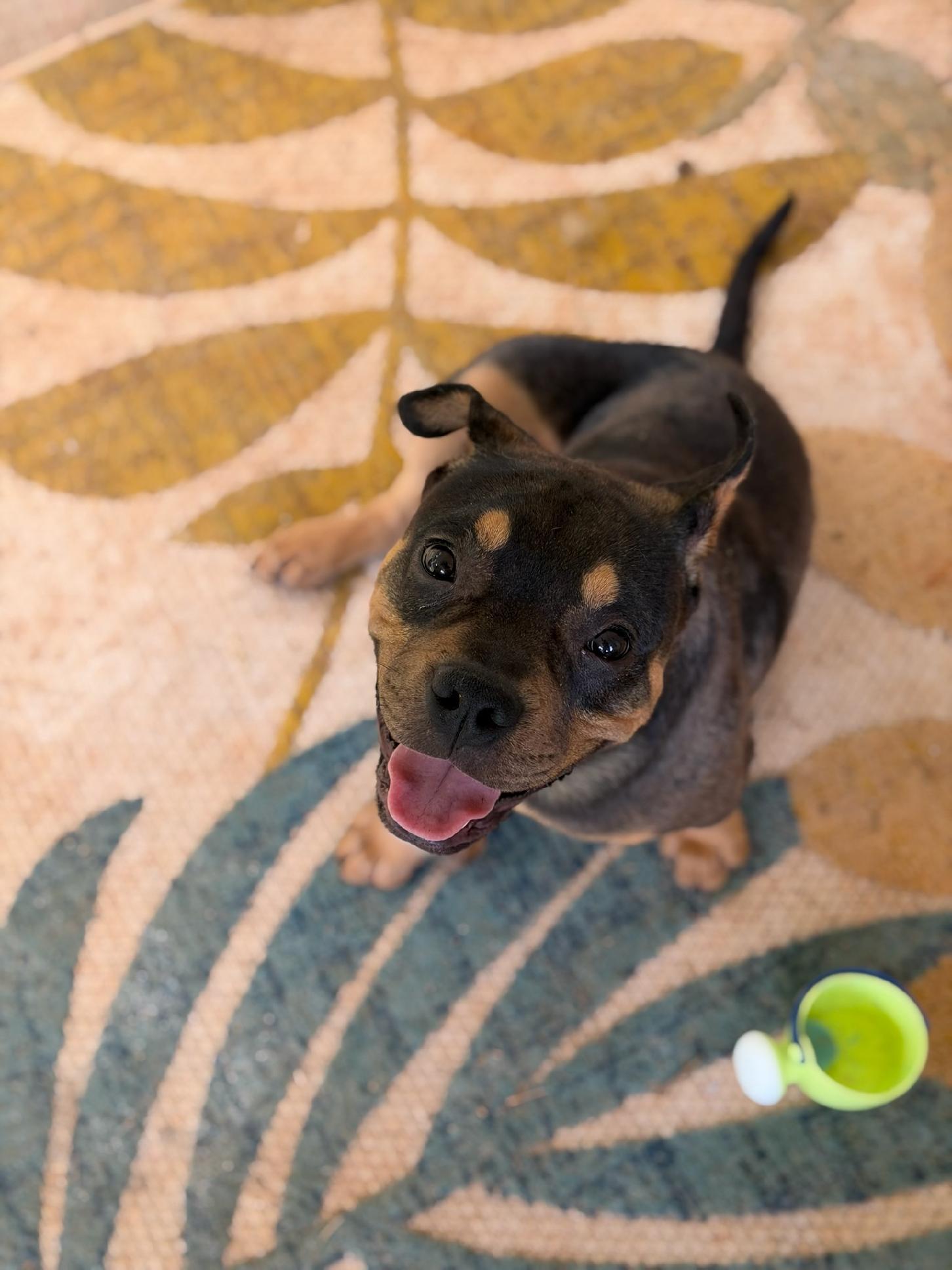 MOOSE, an adopted mixed breed in Newborn, GA image 5/6