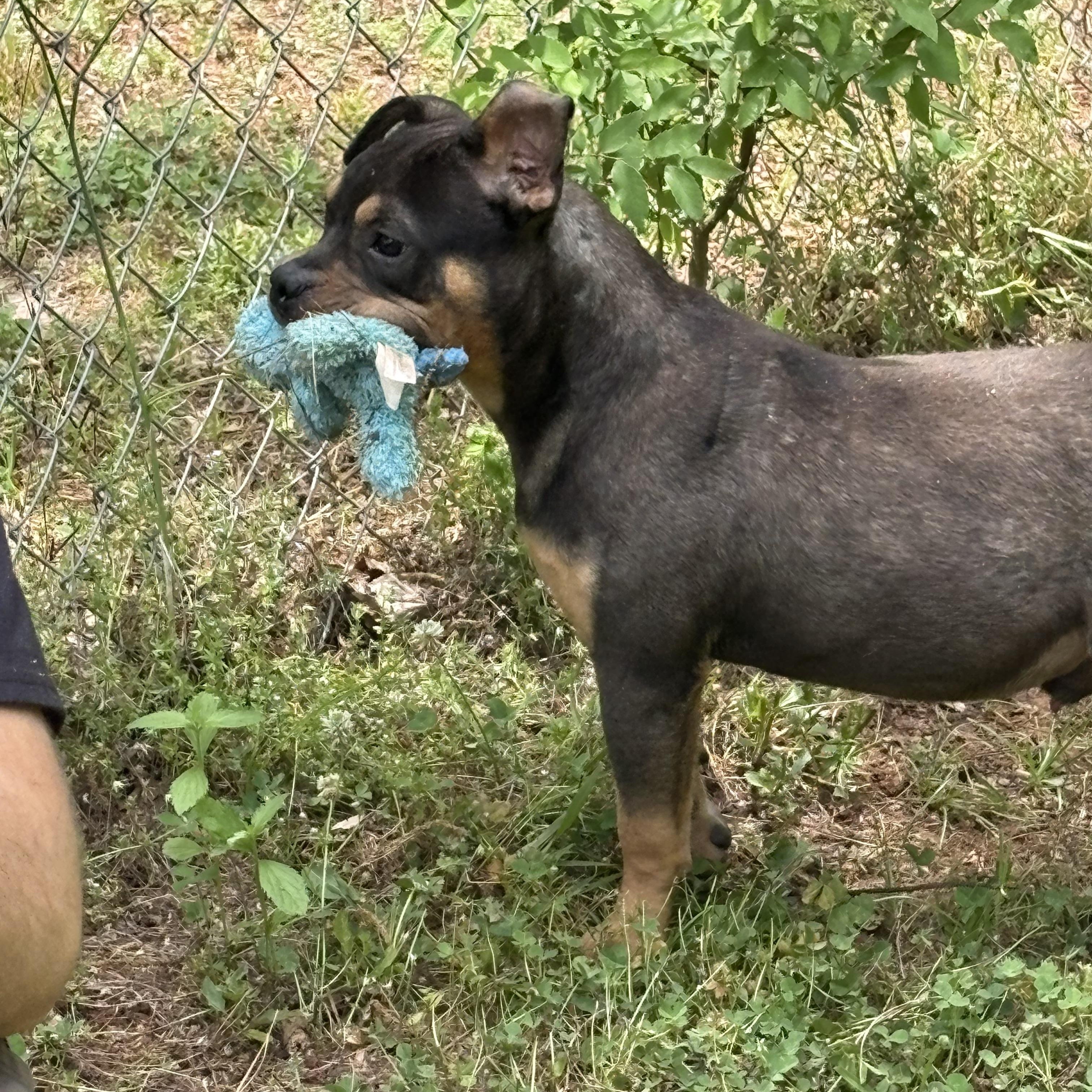 MOOSE, an adopted mixed breed in Newborn, GA image 4/6