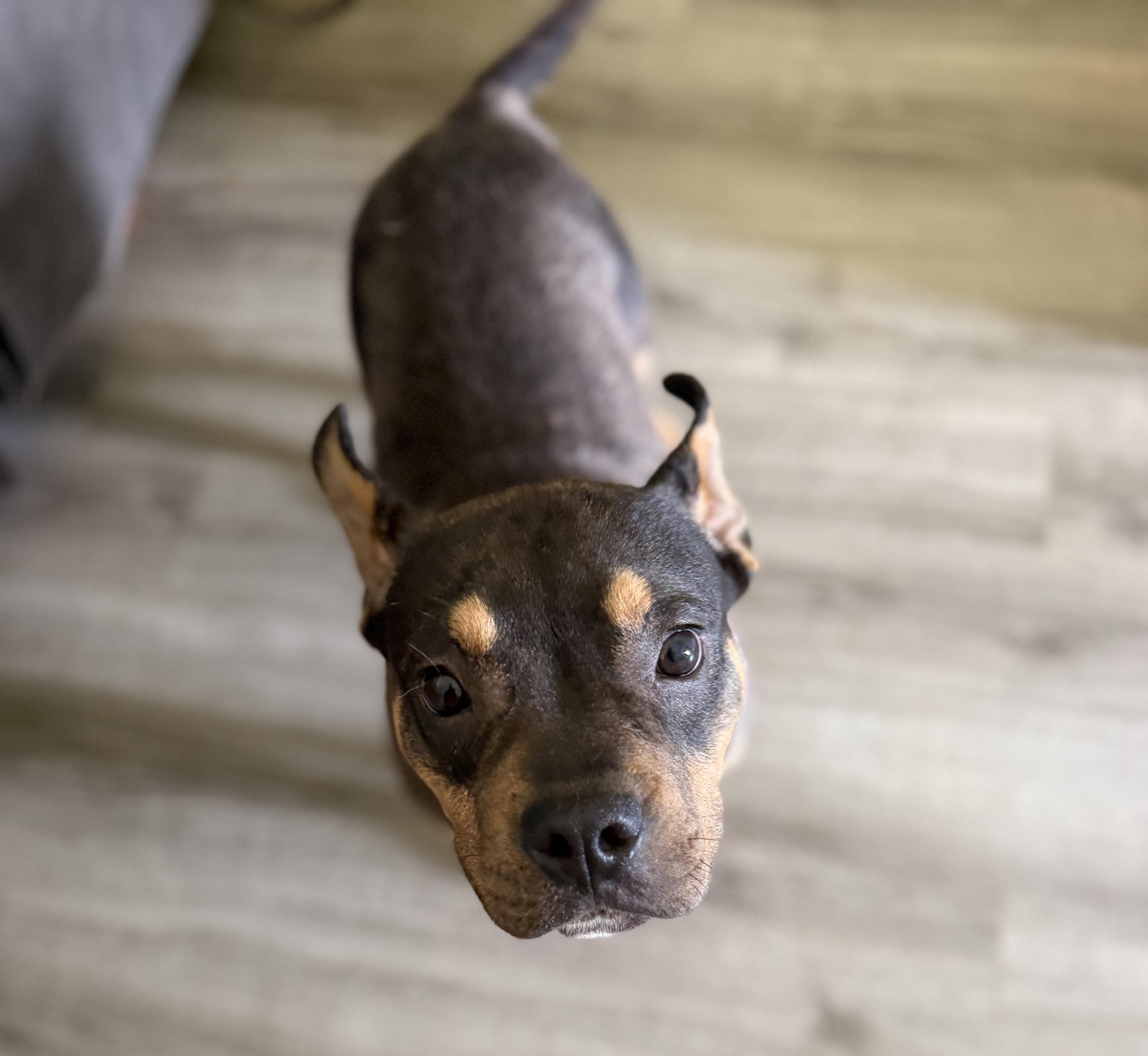 MOOSE, an adopted mixed breed in Newborn, GA image 3/6