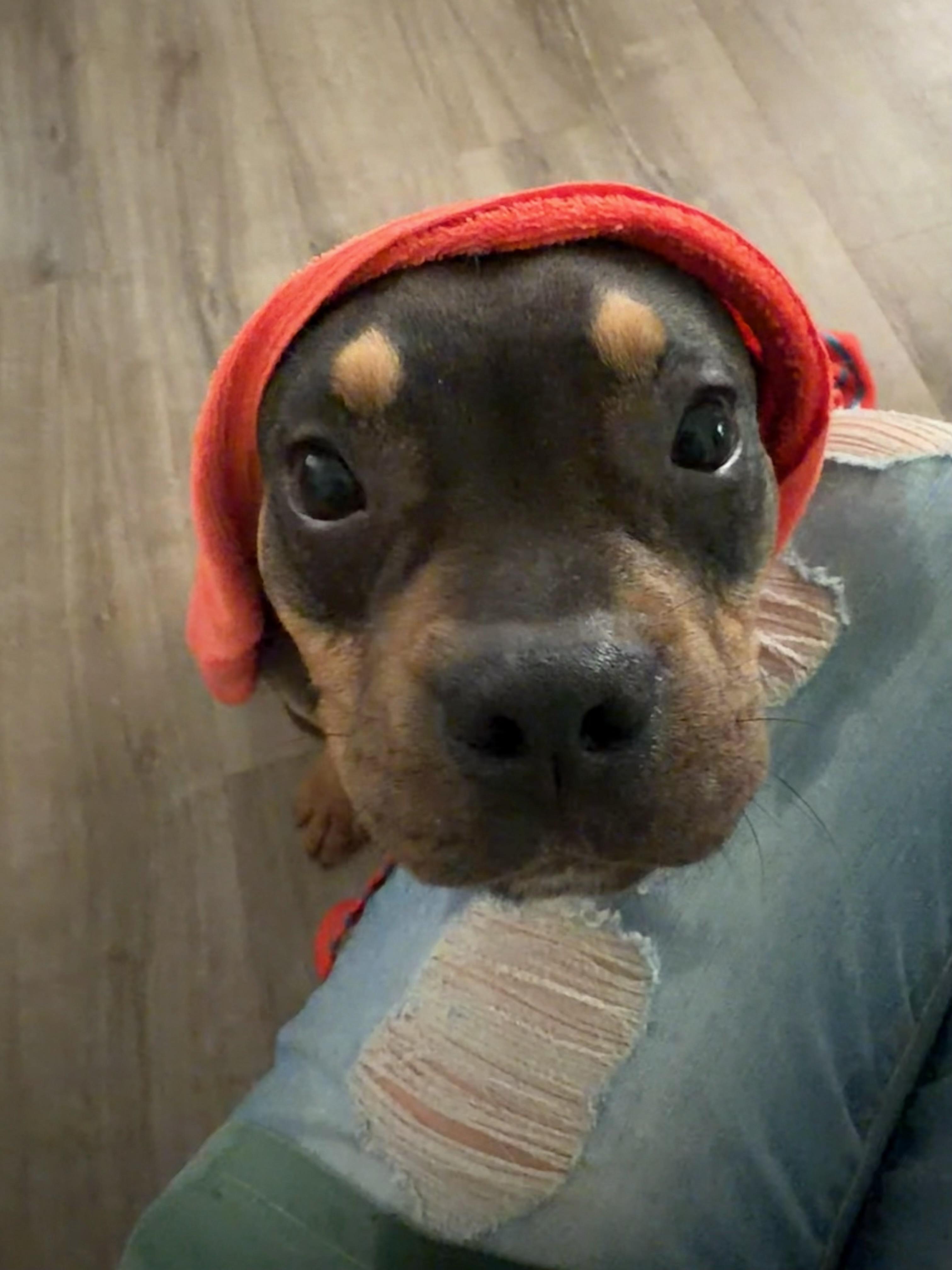 MOOSE, an adopted mixed breed in Newborn, GA image 1/6
