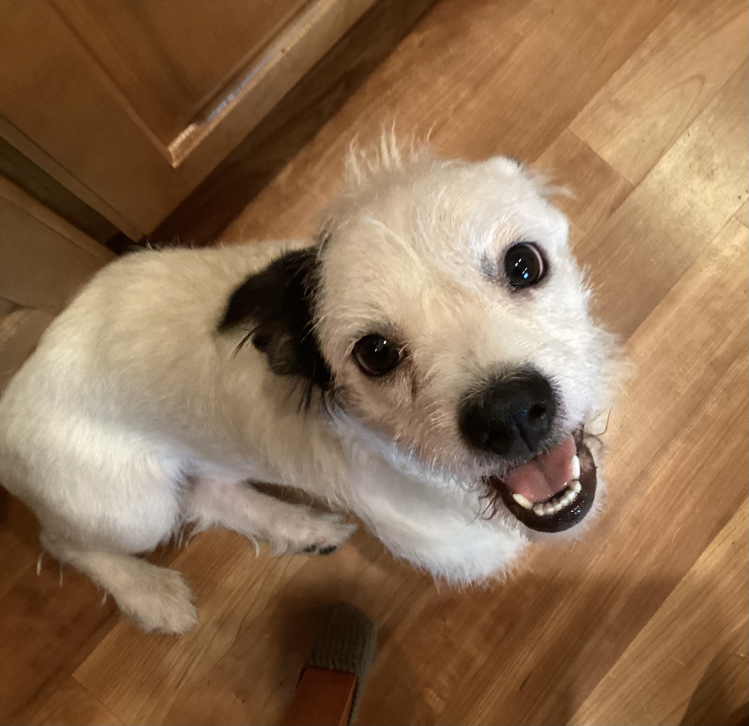 Dog for adoption Taz, a Wirehaired Terrier Mix in Barnegat, NJ