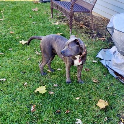 Enlarge Daisy Mae, a Adoptable mixed breed in Elk Grove Village, IL image 1/3