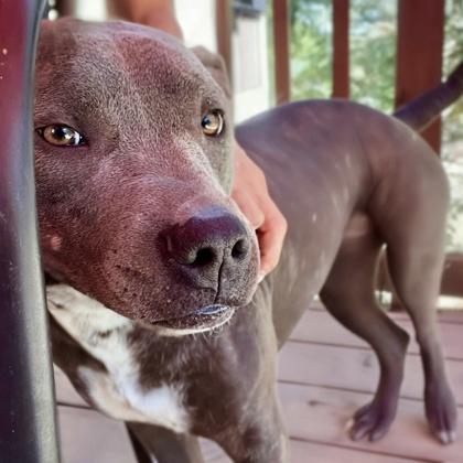 Daisy Mae, Adoptable, Young Female Pit Bull Terrier & Mixed Breed.