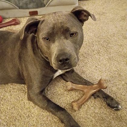 Enlarge Daisy Mae, a Adoptable mixed breed in Elk Grove Village, IL image 3/3