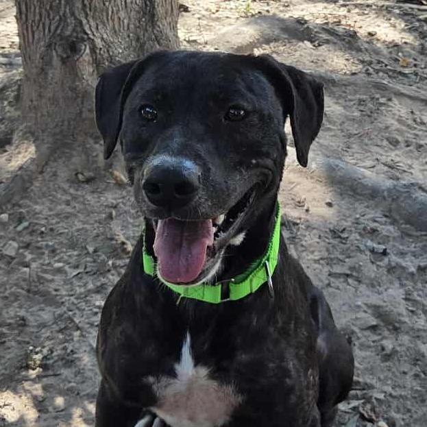 Osborne, Adoptable, Adult Male Labrador Retriever.