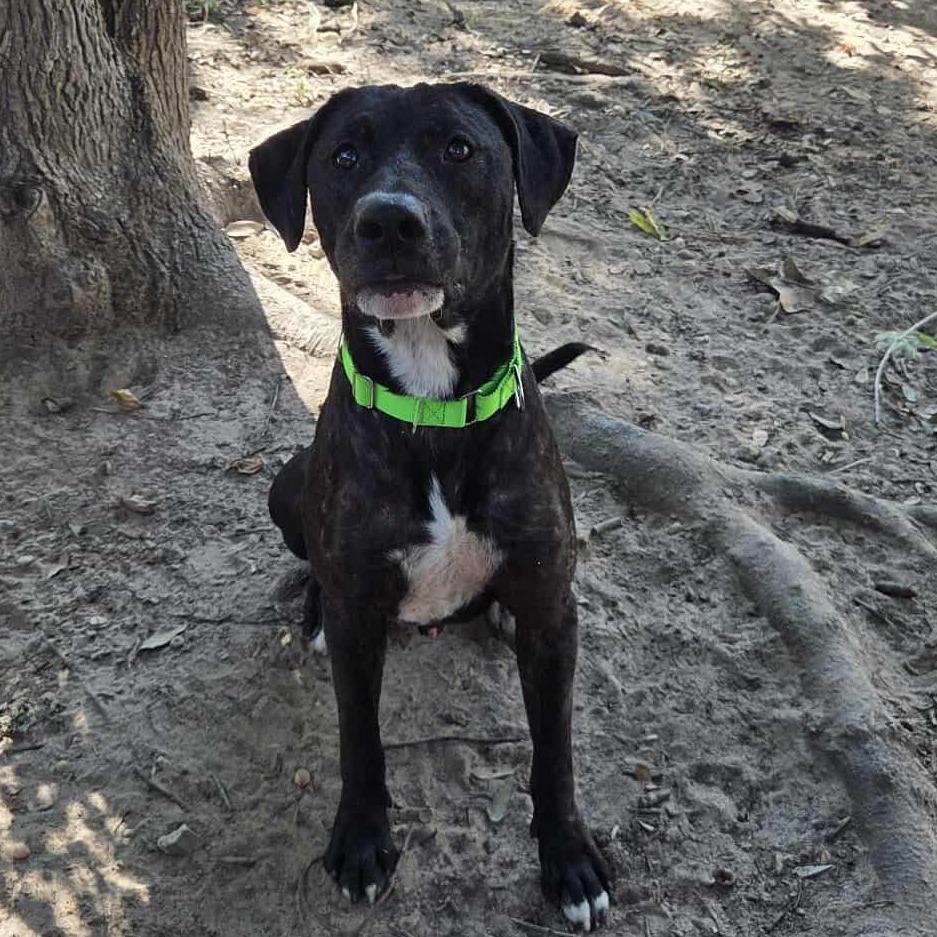 Osborne, a Adoptable mixed breed in Richmond, VA image 3/6