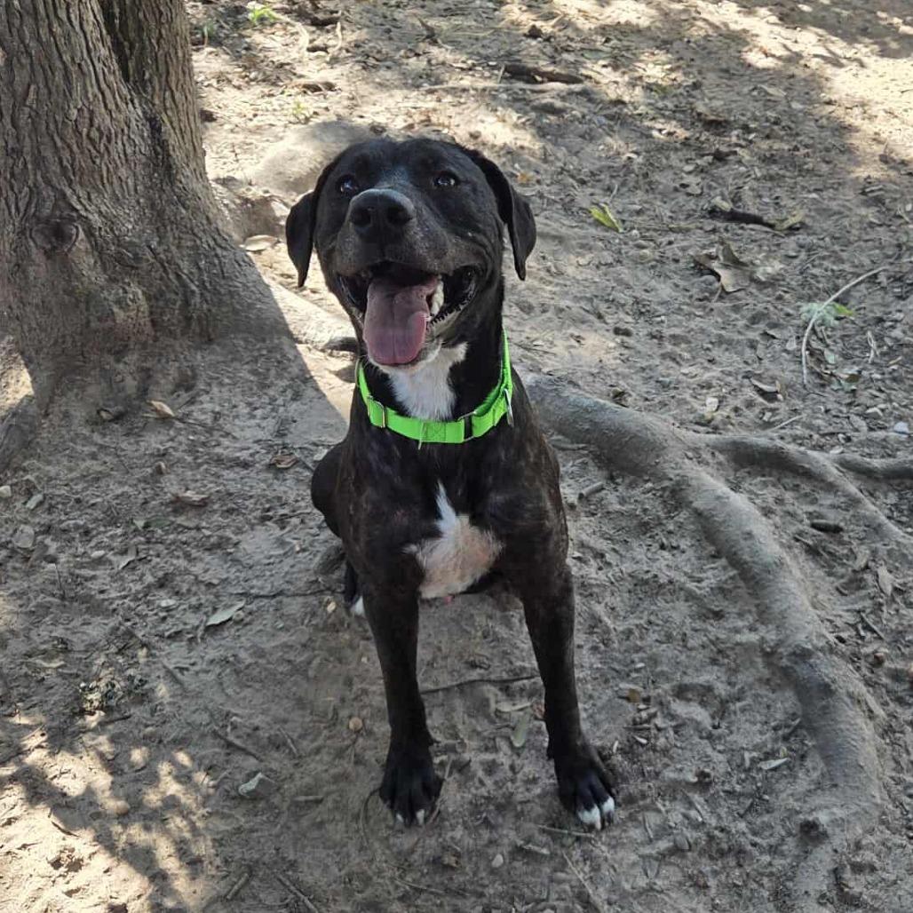 Osborne, a Adoptable mixed breed in Richmond, VA image 4/6