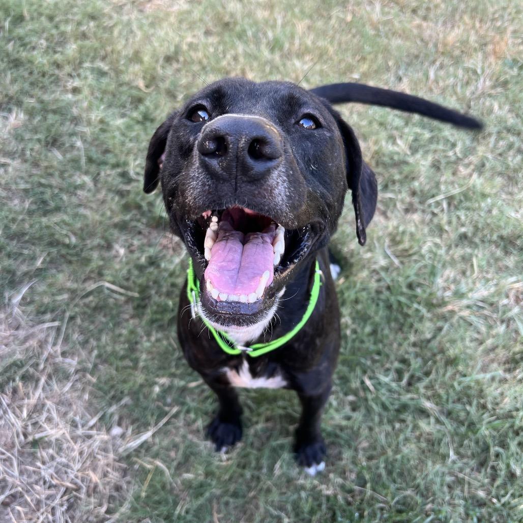 Osborne, a Adoptable mixed breed in Richmond, VA image 5/6