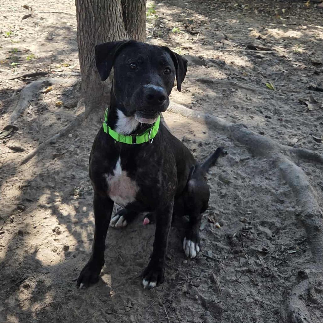 Osborne, a Adoptable mixed breed in Richmond, VA image 6/6