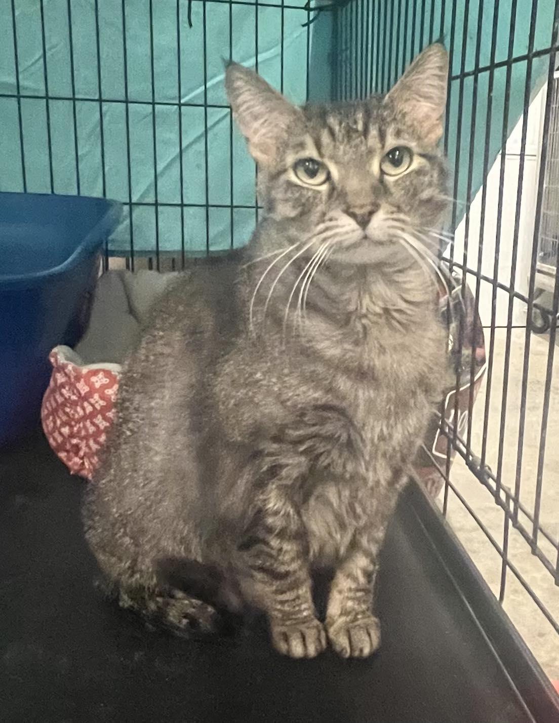 Enlarge Ellie May, a Adoptable mixed breed in Pryor, OK image 1/1