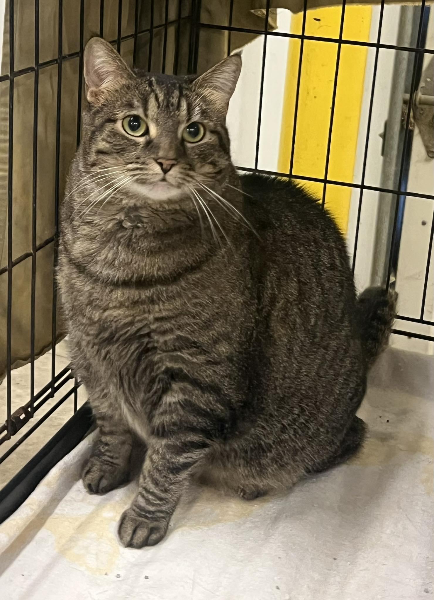 Ellie May, Adoptable, Adult Female Tabby & Domestic Short Hair.