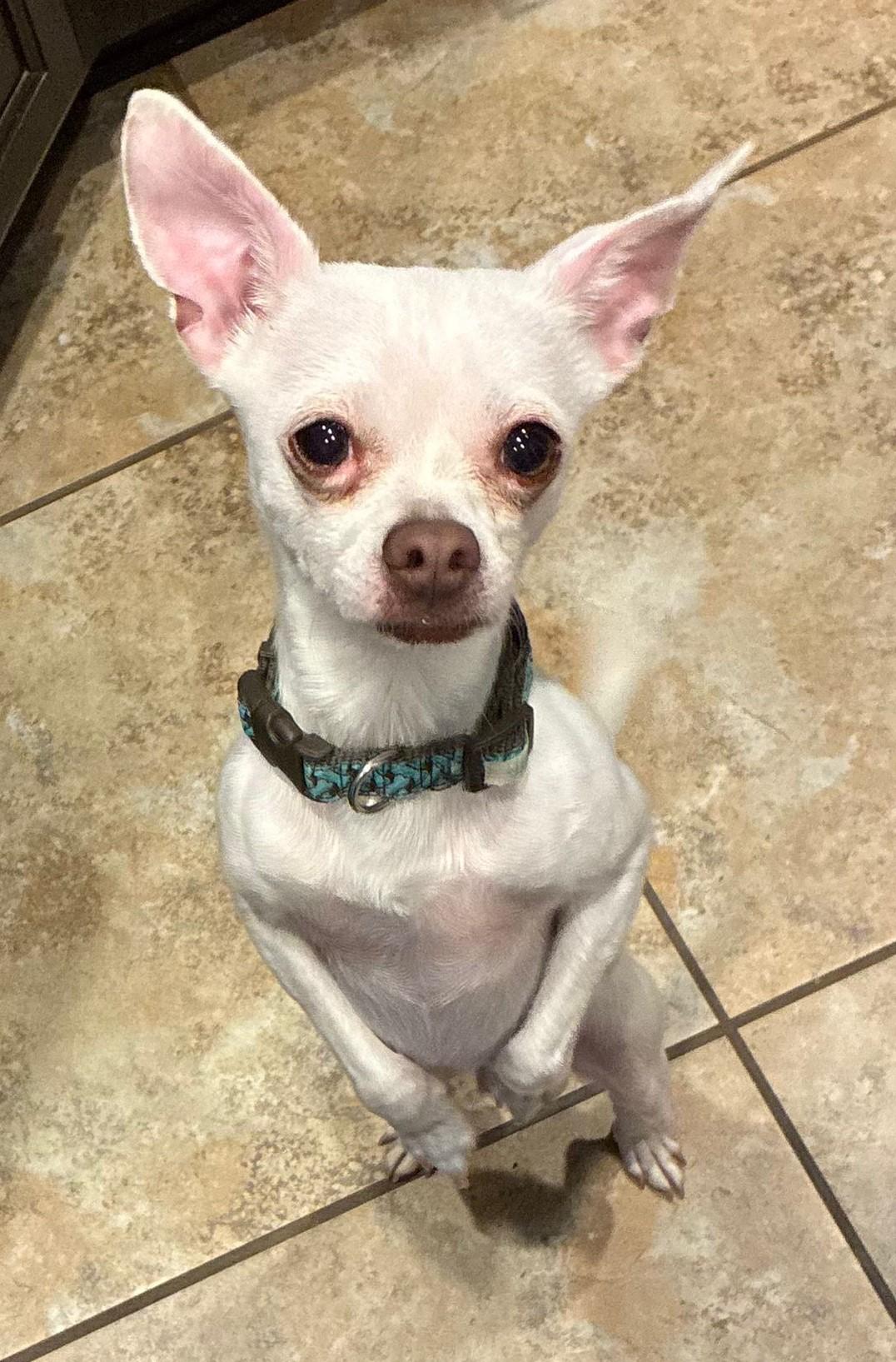 Enlarge Quicksilver, a ADOPTABLE mixed breed in Albuquerque, NM image 1/2
