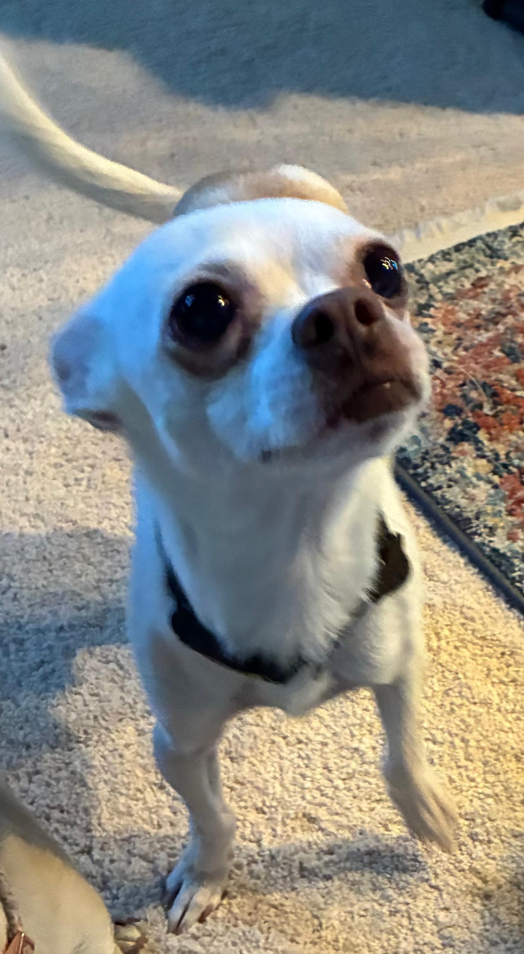 Enlarge Quicksilver, a ADOPTABLE mixed breed in Albuquerque, NM image 2/2