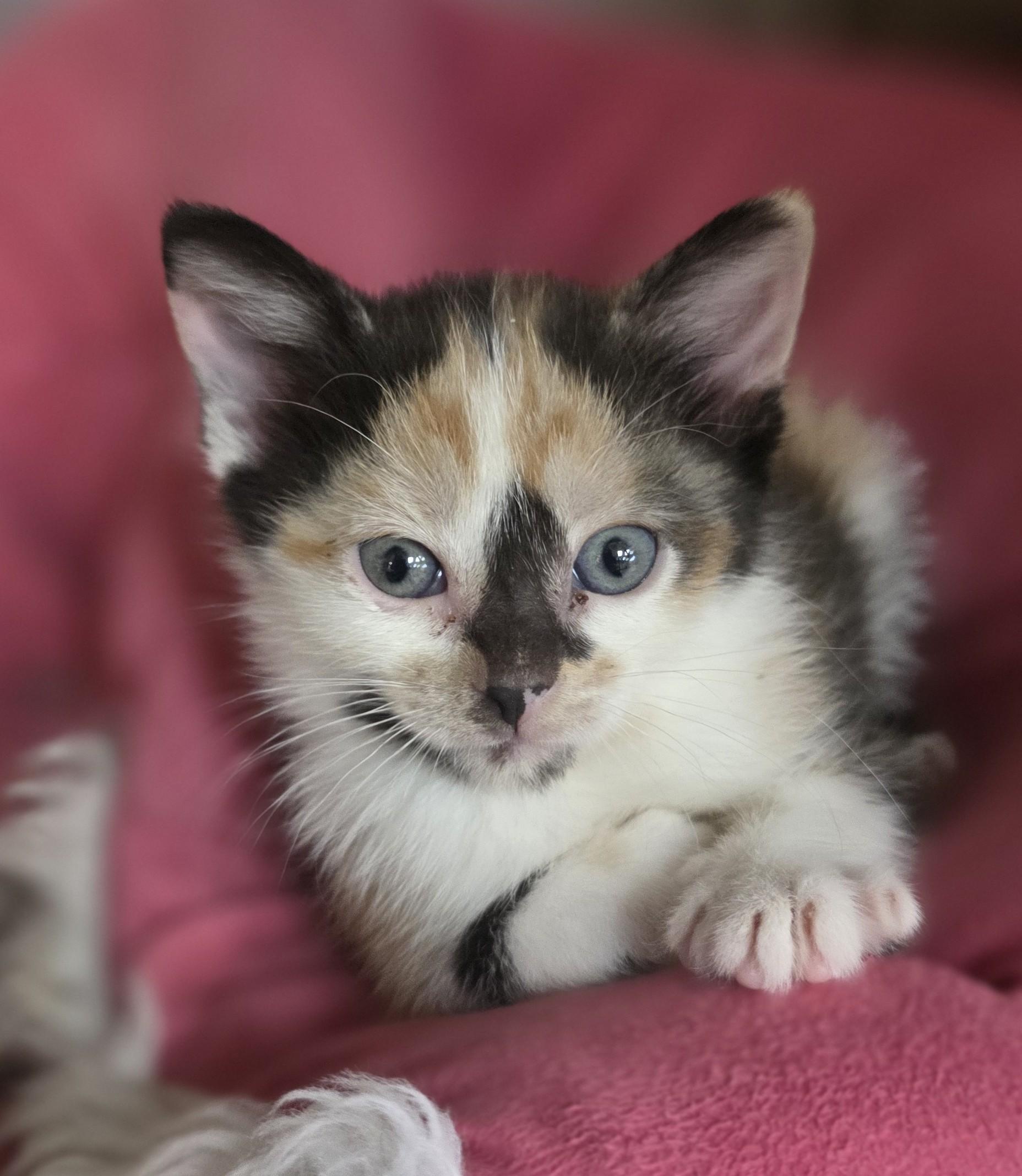 Enlarge Butter Pecan, an adopted Domestic Short Hair in Macomb Twp, MI image 1/1