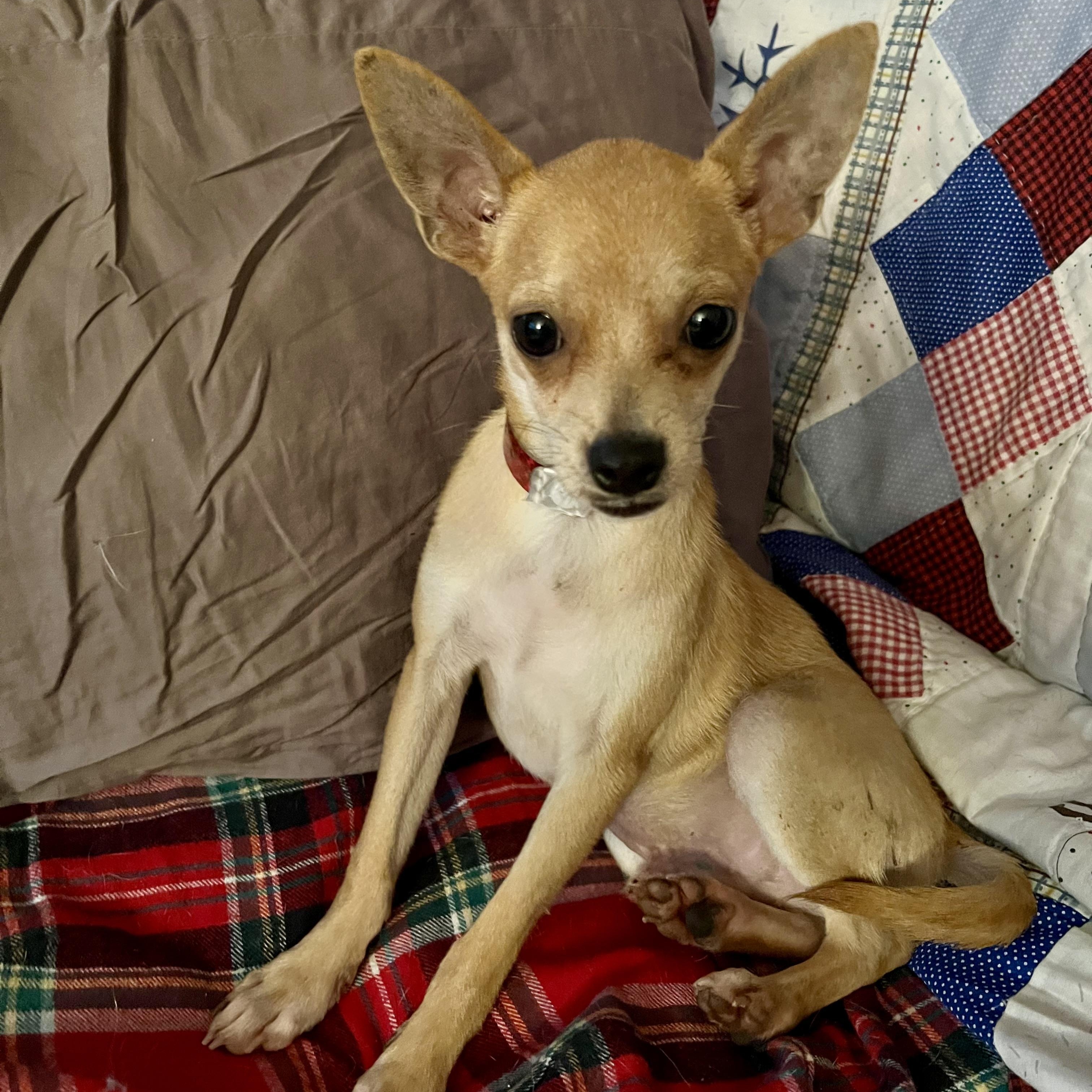 Enlarge Big Rig in NH. Come Meet our Adoptable Dogs Wednesday-Saturday. More info in Bio, a Adopted mixed breed in Manchester, NH image 2/2