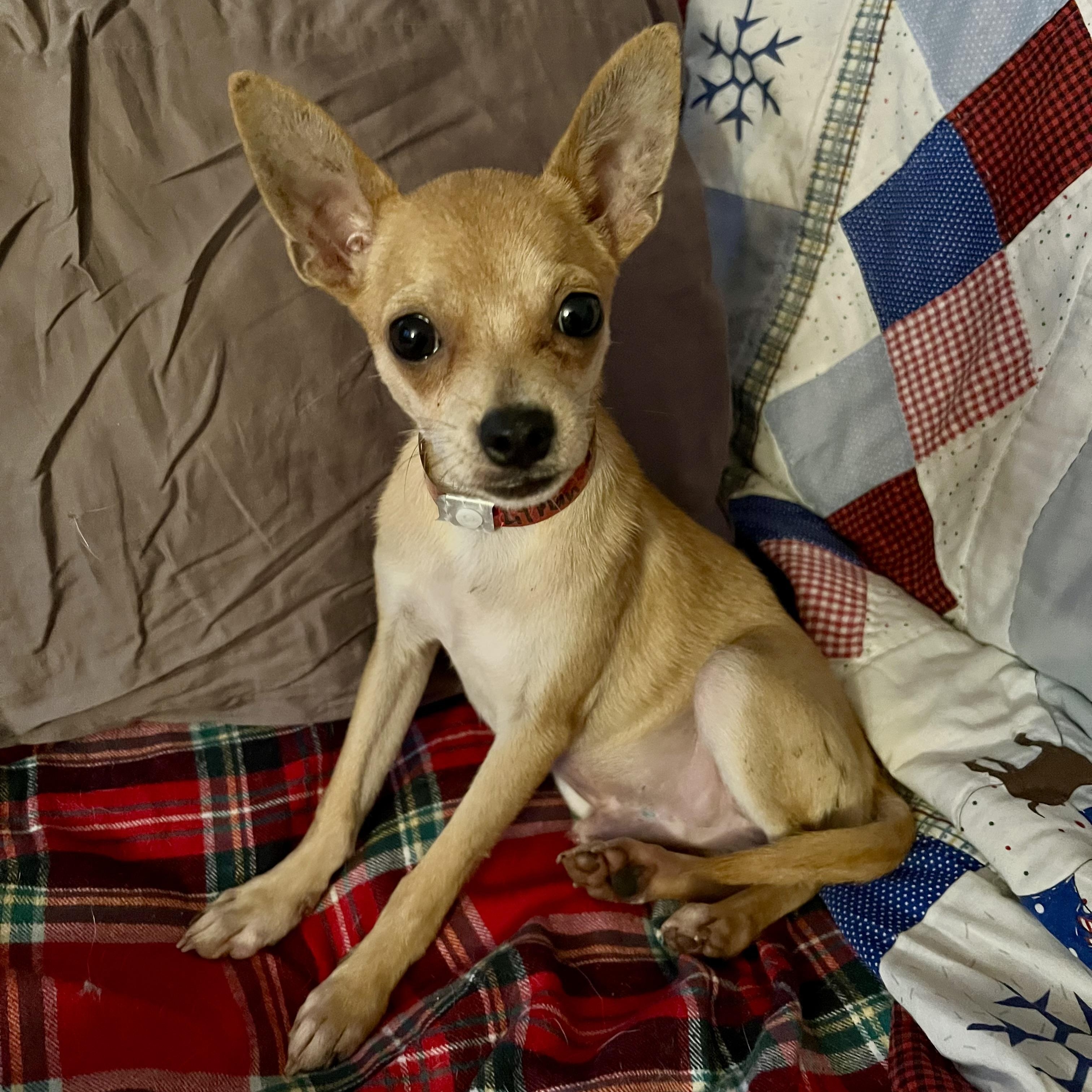 Big Rig in NH. Come Meet our Adoptable Dogs Wednesday-Saturday. More info in Bio, Adopted, Young Male Chihuahua.